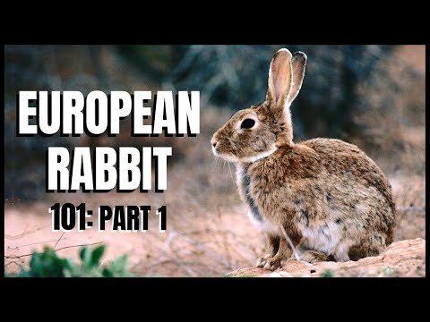 Ficha informativa básica: Conejo europeo