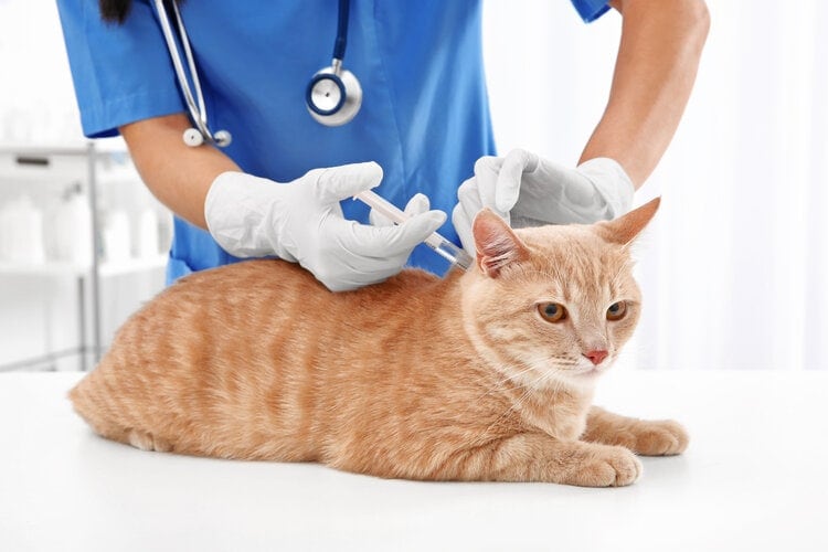 ¿Cuánto cuesta vacunar a un gato? (2022 Guía de precios)