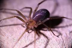 ¿Cuál es el mejor insecticida para arañas de rincón?