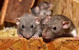 ¿Qué atrae los ratones a una casa?