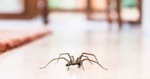 ¿Por qué hay tantas arañas en mi casa?