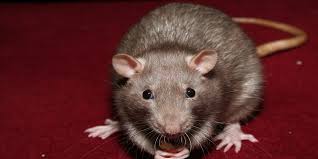 ¿Cuál es la diferencia entre una rata y un ratón?