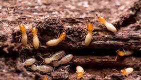 ¿Cómo eliminar las termitas para siempre en casa?
