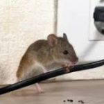 Ratones: Una Mirada Más Cercana