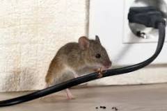 ¿Qué pueden hacer los ratones?