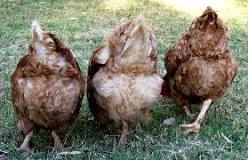 chicken buttocks
