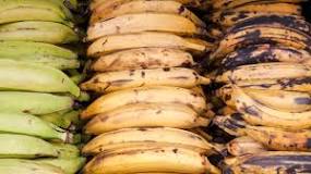 Are steamed plantains healthy?