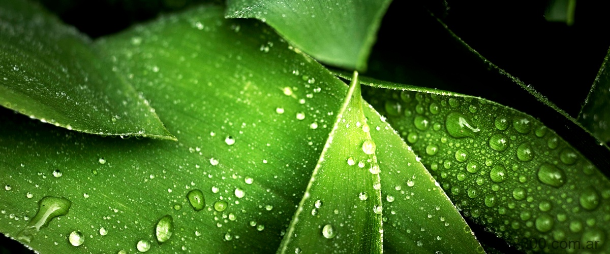 ¿Qué podría pasarle a una planta si normalmente se rocía con agua de lluvia y se le agrega agua de mar?