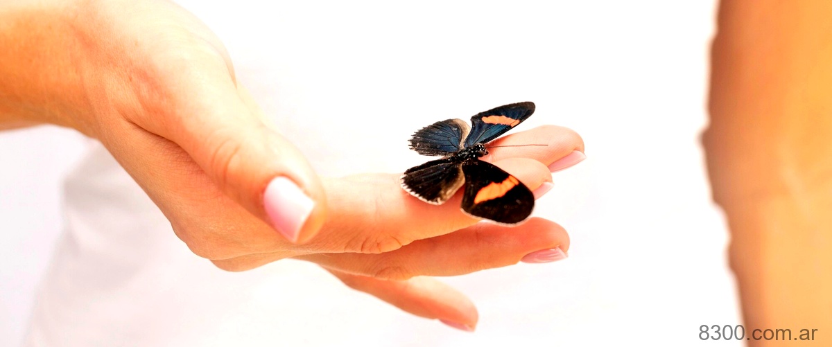 Uñas transparentes con mariposas: una combinación elegante y sofisticada